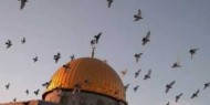 لجنة فلسطين في "الأعيان الأردني": إسرائيل تتنكر بشكل استفزازي لدور الأردن ومعاهدة السلام