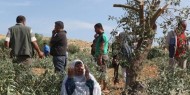 مستوطنون يقطعون 20 شجرة زيتون قرب نابلس