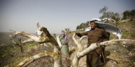 مستوطنون يقتلعون أشجار زيتون بيطا وفلسطيني يهدم منزله بالولجة