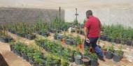 الأمن الوقائي يضبط مشتلا لزراعة المخدرات في الخليل