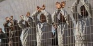 ثمانية أسرى يواصلون إضرابهم المفتوح عن الطعام في سجون الاحتلال
