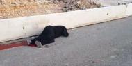 "أمنستي": قتل امرأة فلسطينية على حاجز قلنديا يؤكد ضرورة تحقيق العدالة للشعب الفلسطيني