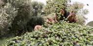 موسم قطف ثمار الزيتون