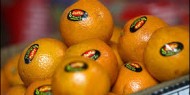 ضبط محاولة تهريب شاحنتي فراولة وبرتقال اسرائيلي محظور للسوق الفلسطيني