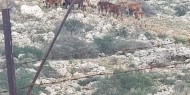 مستوطنة جديدة للمتدينين اليهود في النقب