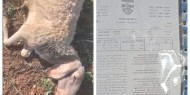 مستوطنون يستهدفون قطيع مواشٍ وإخطارات هدم في المغيّر