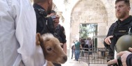 مستوطنون يحاولون إدخال "قربان" إلى المسجد الأقصى