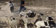 مستوطنون يسرقون 10 رؤوس أغنام في ياسوف
