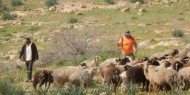 مستعمرون يهجرون مواطنين من أرضهم ويستولون على منازل متنقلة وبركسات شرق بيت لحم