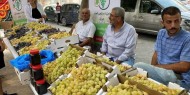انطلاق مهرجان تسويق العنب في جنين للعام السادس على التوالي