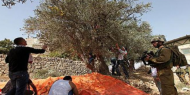 خطط لعزل القدس وتصاعد الانتهاكات في موسم الزيتون