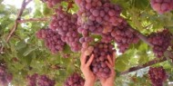 "ظهر صبح".. عنب وأسماك في مجابهة الاستيطان