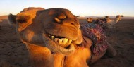 جمل في ضواحي موسكو يقطع يد صاحبه بأسنانه