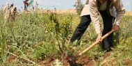 "العمل الزراعي" يطلق مشروع "حماية سبل العيش الزراعية الفلسطينية"