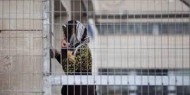 هيئة الأسرى: أوضاع حياتية ومعيشية قاسية للأسيرات في سجن "الدامون"