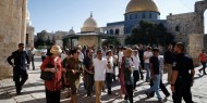 الأوقاف تؤكد رفضها اقتحامات الأقصى الاستفزازية وتُحمّل الاحتلال المسؤولية