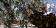 الاحتلال يواصل منع مزارعي جالود من حصاد مزروعاتهم