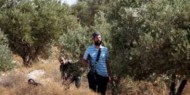 مستوطنون يهاجمون قاطفي الزيتون في حوارة جنوب نابلس